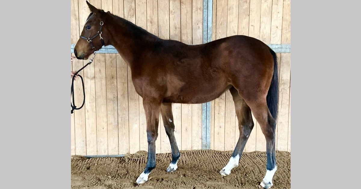 Thumbnail for CTHS National Digital Mixed Sale Wraps Up