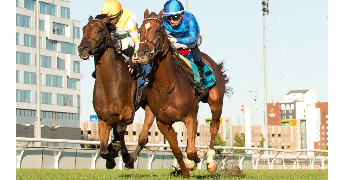 Horses racing at Woodbine.
