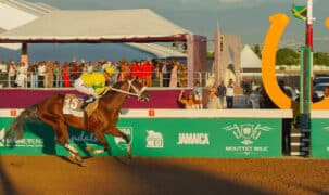 A bay horse racing in Jamaica.