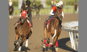 Two horses working at Woodbine.