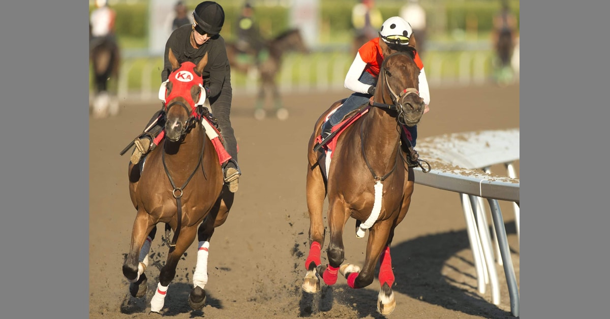 Two horses working at Woodbine.
