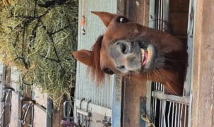 A horse looking out of his stall at the track, making a funny face.