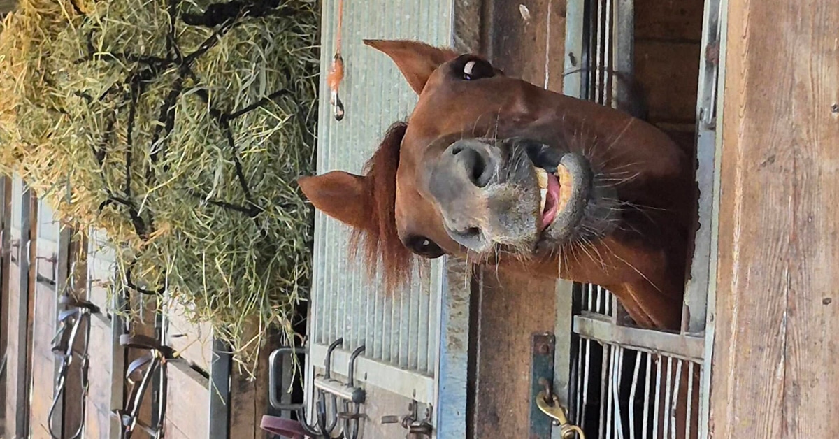 A horse looking out of his stall at the track, making a funny face.