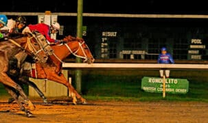 Horse racing at night at Hastings.