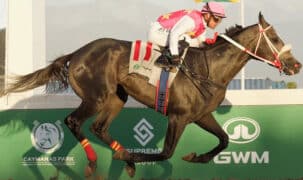 A horse winning a race in Jamaica.