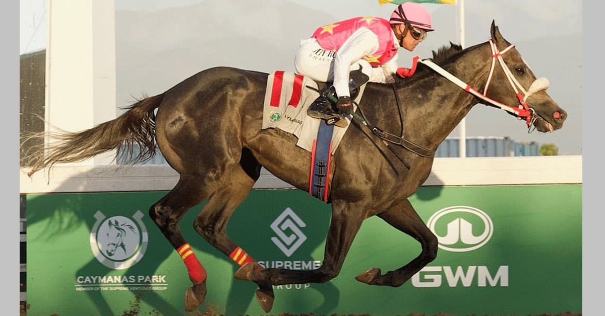 A horse winning a race in Jamaica.