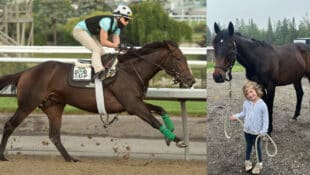 A bay horse galloping at the track; the same horse with a little girl.