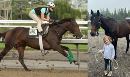 A bay horse galloping at the track; the same horse with a little girl.