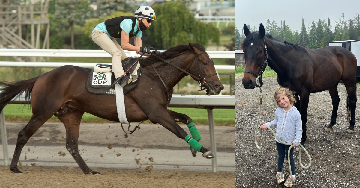 A bay horse galloping at the track; the same horse with a little girl.