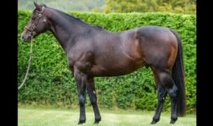 A conformation shot of a bay stallion.