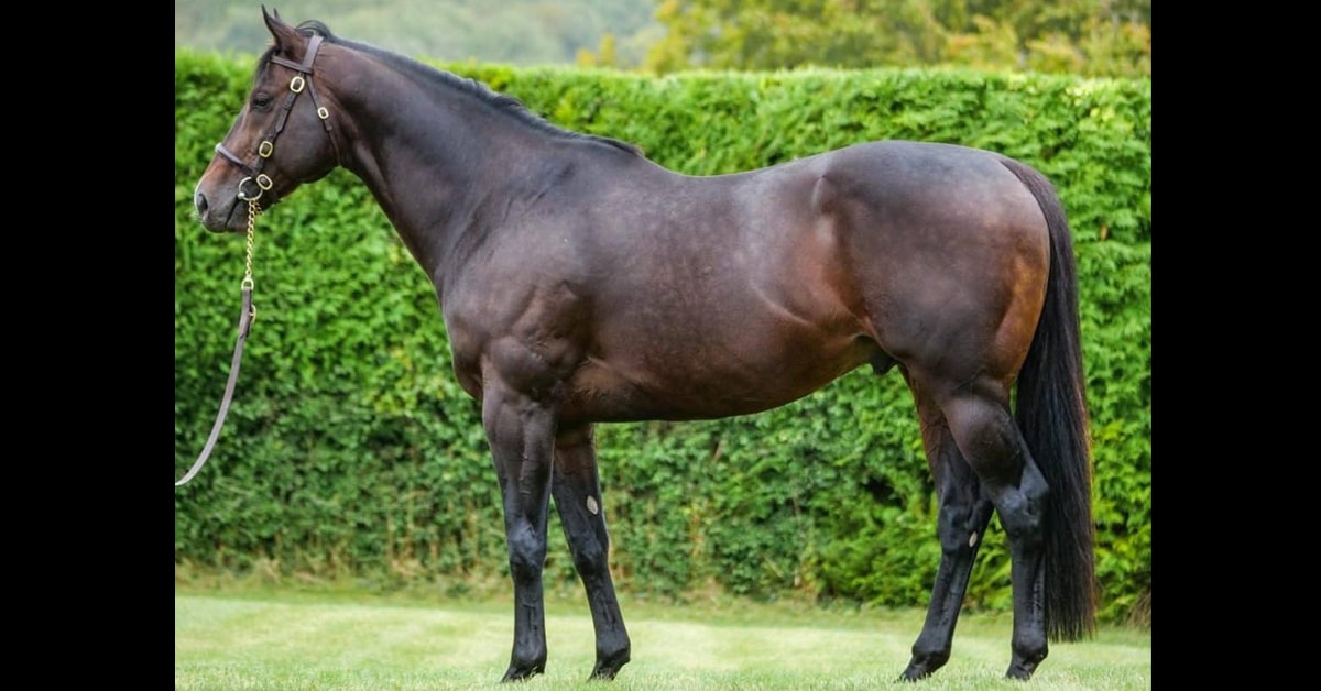 A conformation shot of a bay stallion.