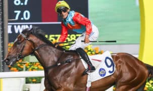 Bay thoroughbred Ka Ying Rising racing.