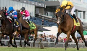 Horses racing at Woodbine.