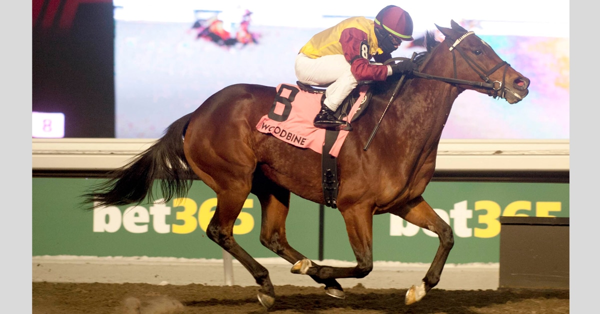A bay mare winning a race at Woodbine.