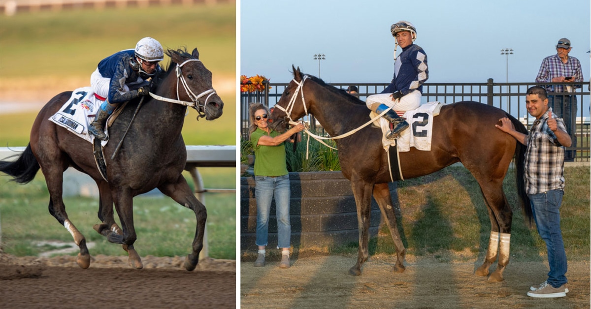 A bay horse racing; a man standing beside the horse in the winners' circle.