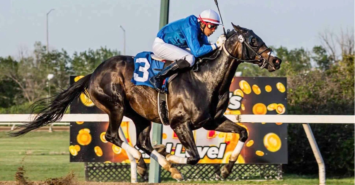 A dark bay horse racing at ASD.