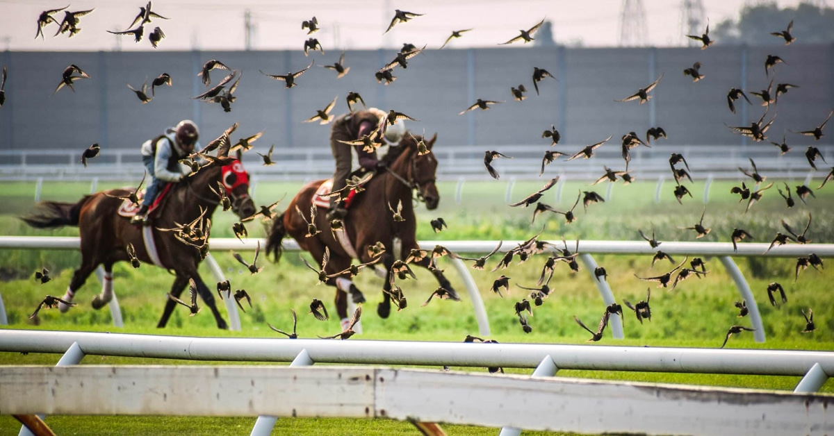 Horses on the training track with a flock of birds flying up.