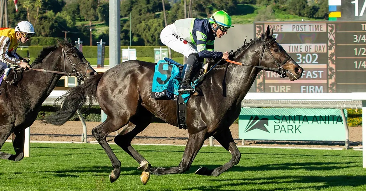A dark bay horse winning a race at Santa Anita.