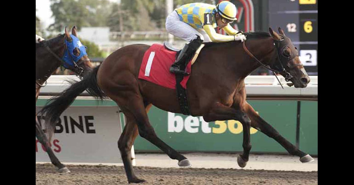 A bay horse winning a race at Woodbine.
