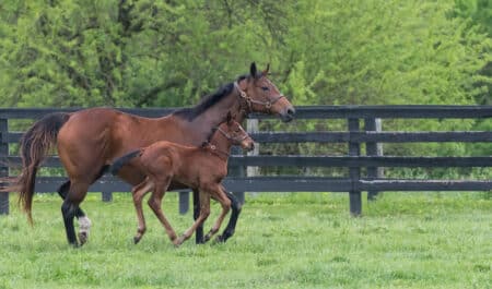A Thoroughbred mare and foal running in a field.