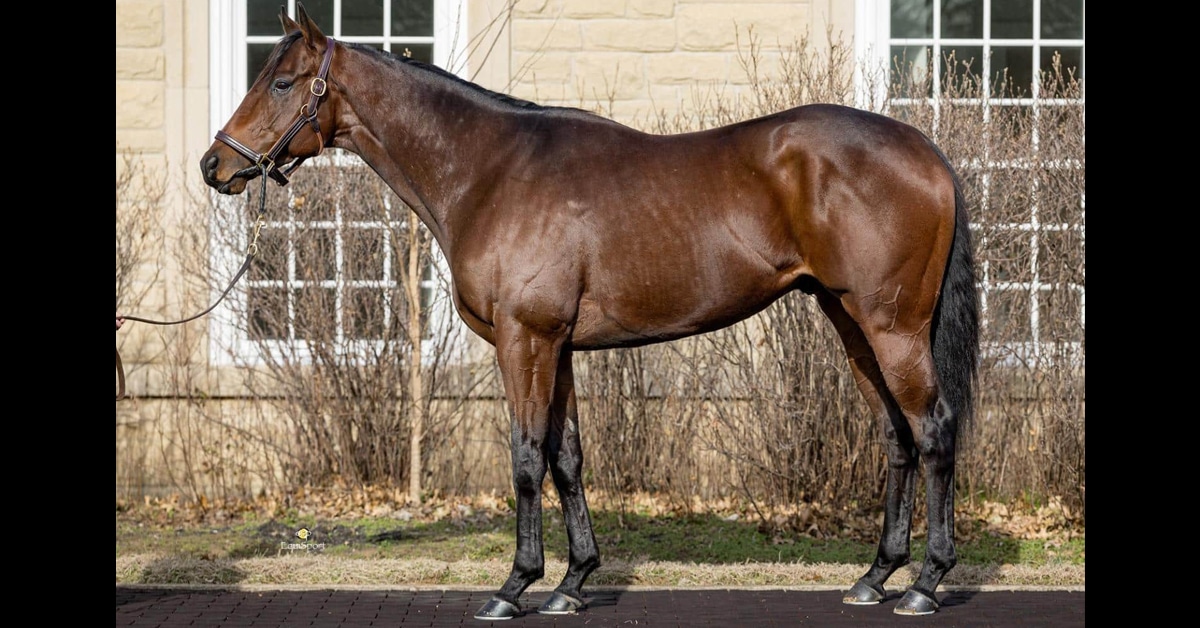 A conformation shot of a bay horse.