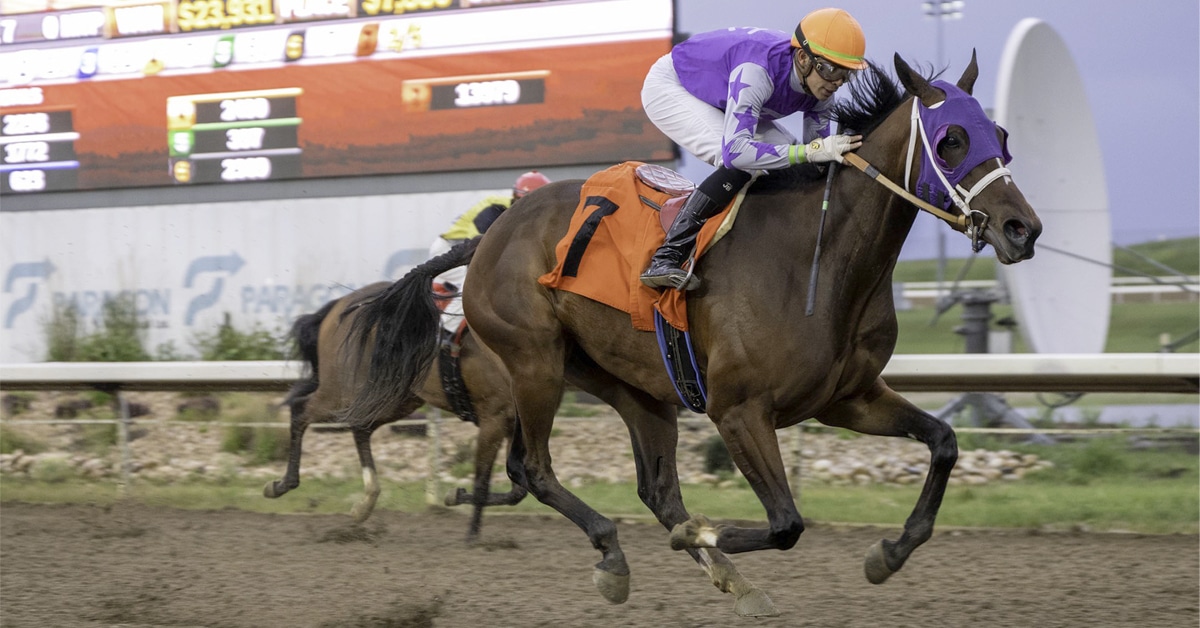 A bay mare racing in Alberta.