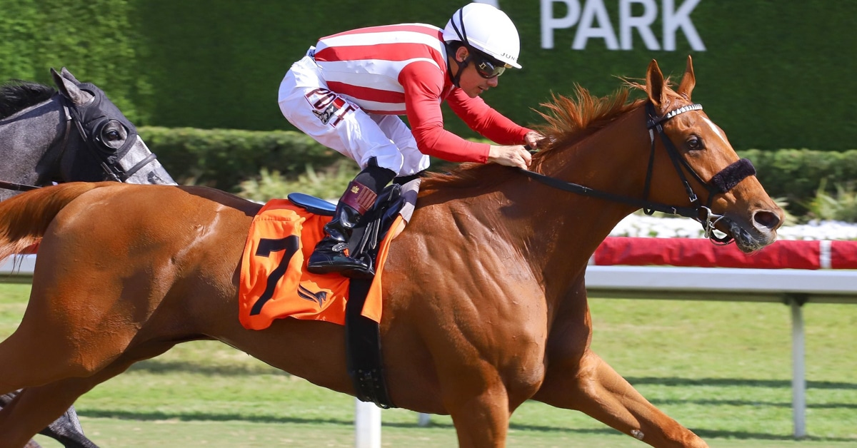 A chestnut horse winning a race at Gulfstream.