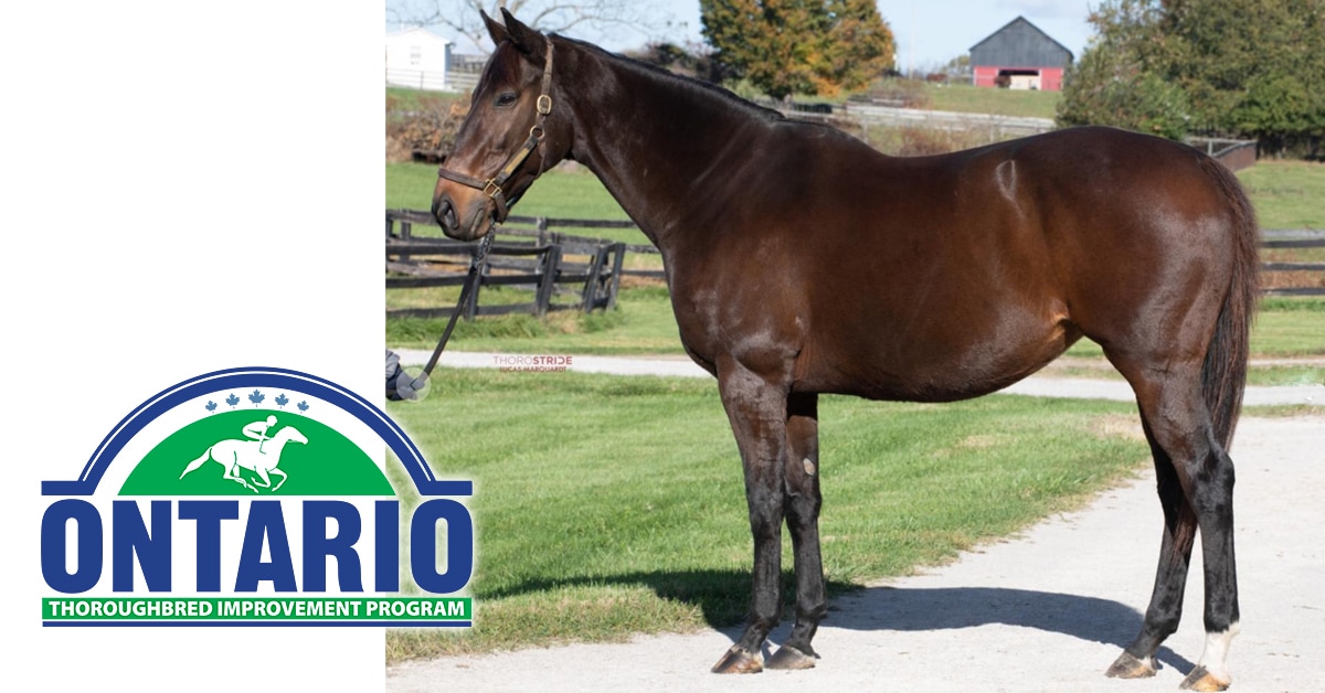 Conformation shot of a dark bay mare.