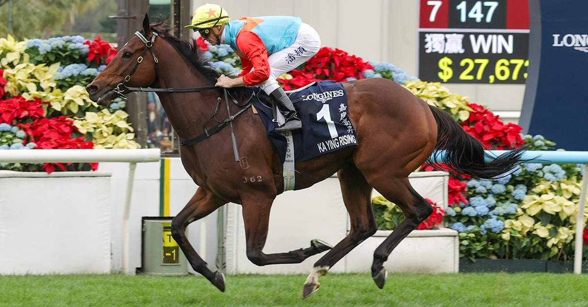 A bay horse winning a race at Sha Tin.