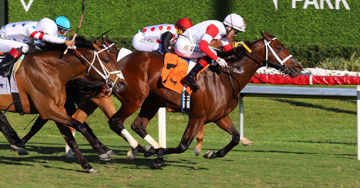 Horses racing on the turf at Gulfstream.