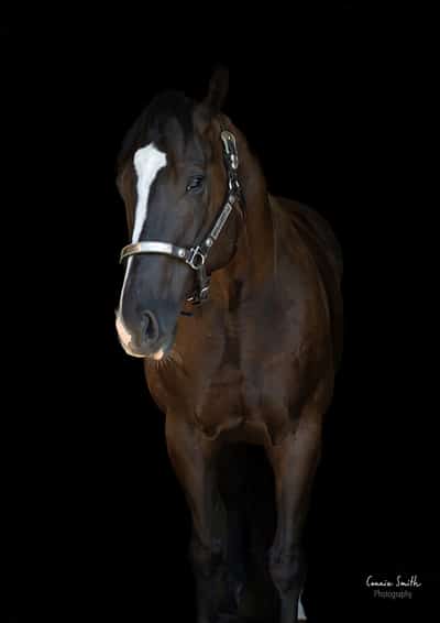 A portrait shot of a chestnut horse with a black background.