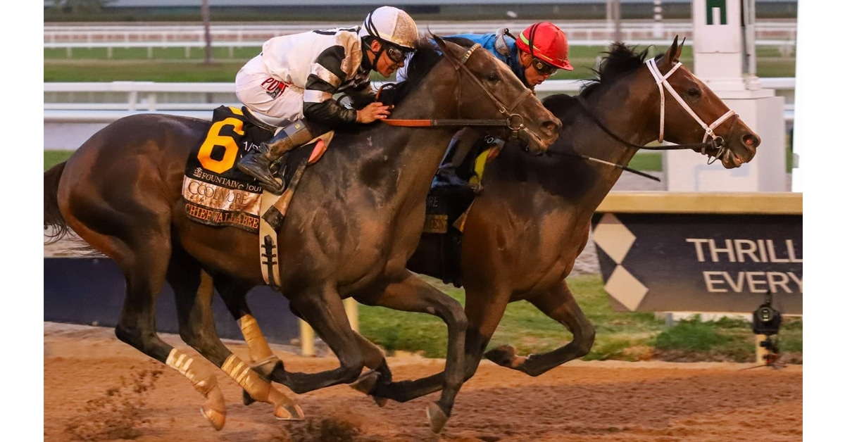 A bay horse winning a race at Gulfstream Park.