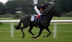 A dark bay racehorse being galloped on turf.