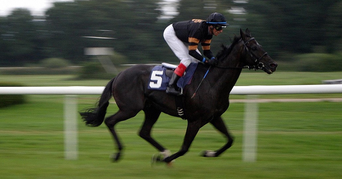 A dark bay racehorse being galloped on turf.