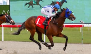 A bay horse winning a race at Gulfstream.