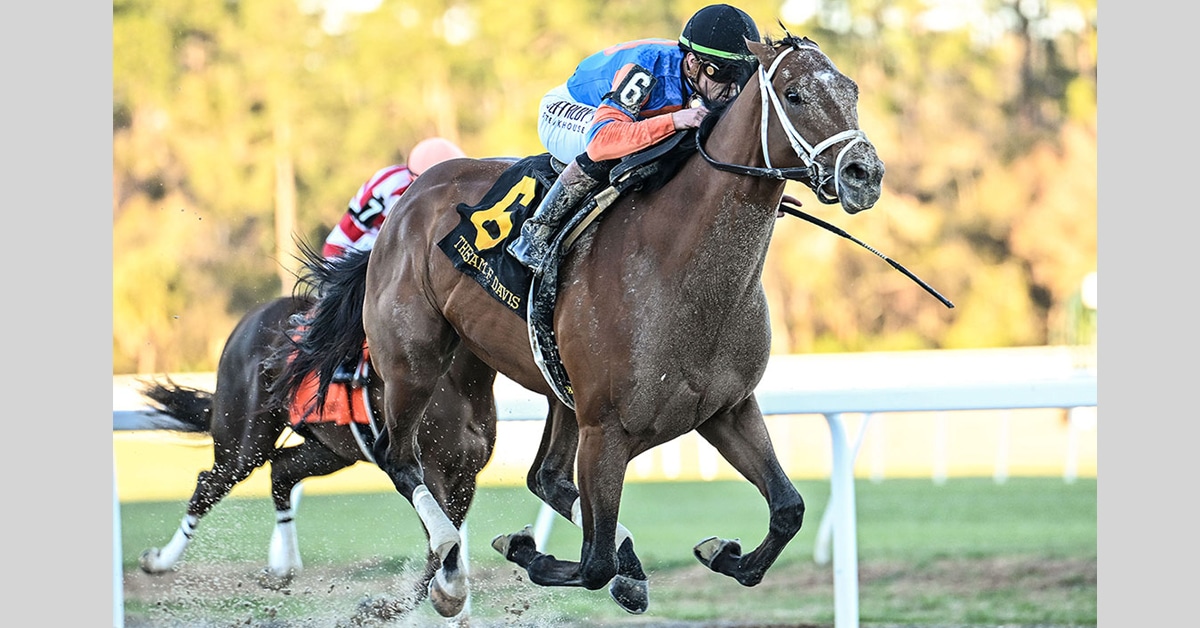 A bay horse winning a race at Tampa Bay.