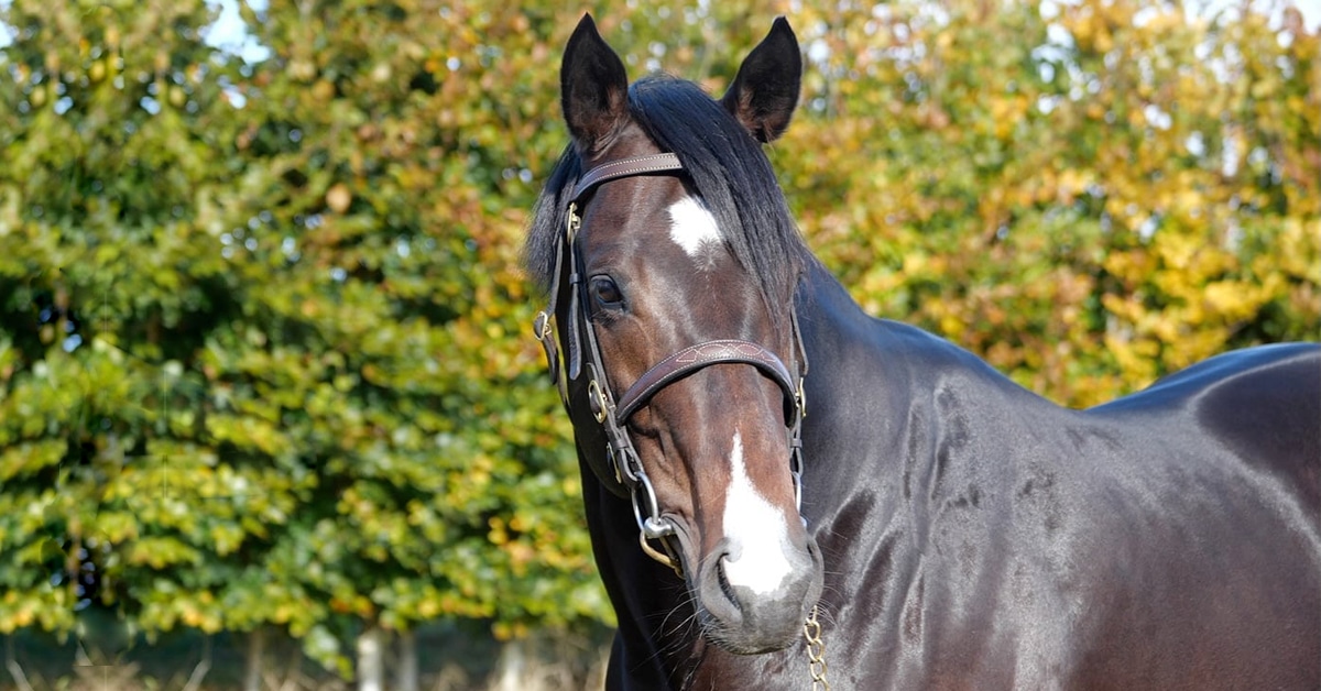 A headshot of a bay Thoroughbred stallion.
