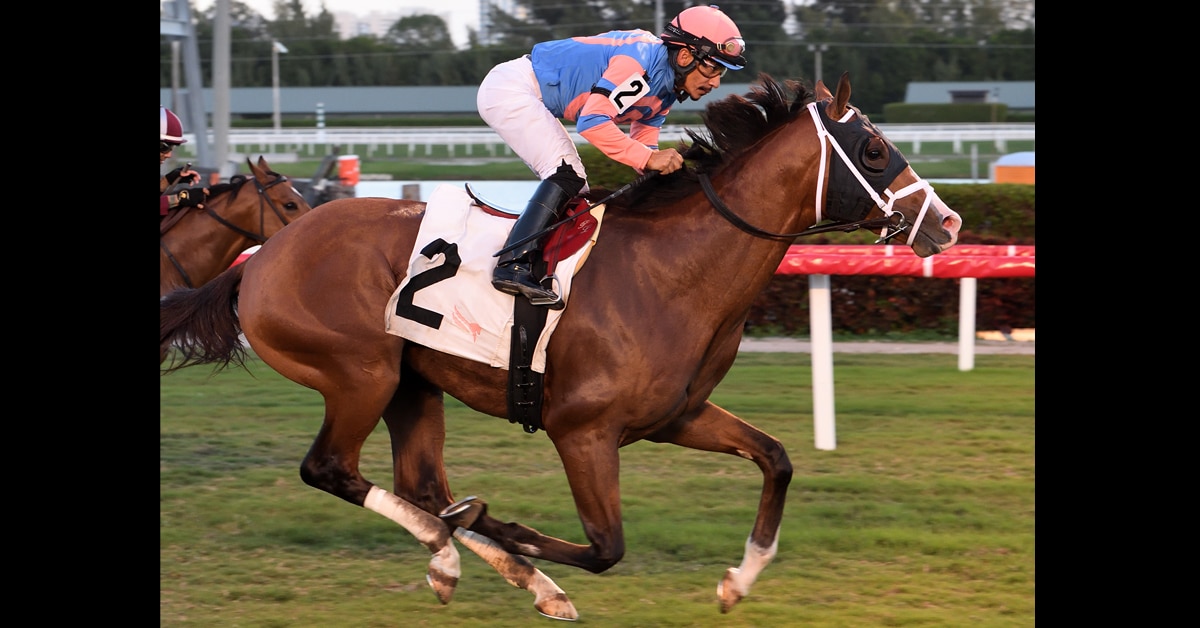 A bay stallion winning a race on the turf in New York.