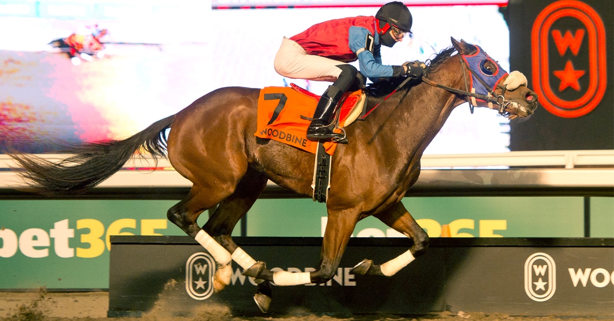 A bay horse winning a race at Woodbine.