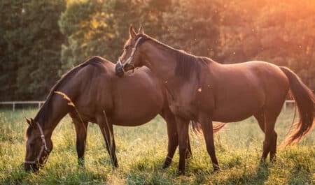 Two pregnant chestnut thoroughbred mares grazing in a field.