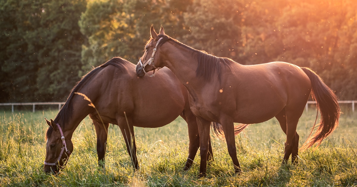 Two pregnant chestnut thoroughbred mares grazing in a field.