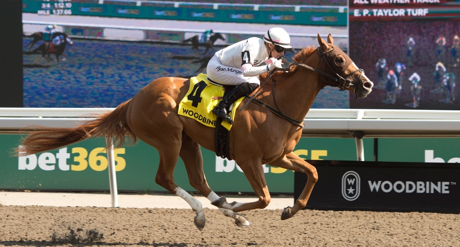 A chestnut horse winning a race at Woodbine.