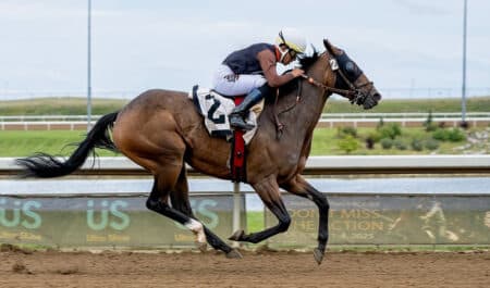 A bay horse racing at Century Mile.