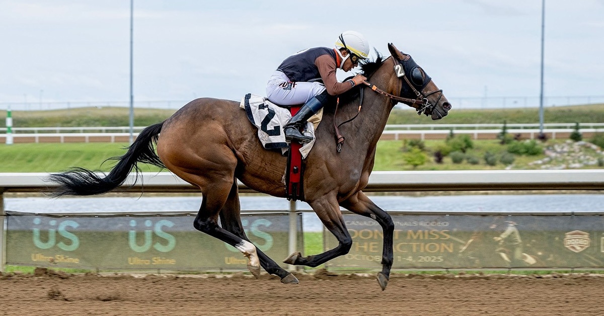 A bay horse racing at Century Mile.