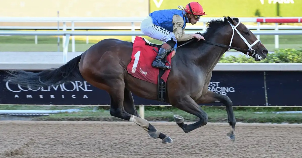 A bay horse winning a race at Gulfstream park.