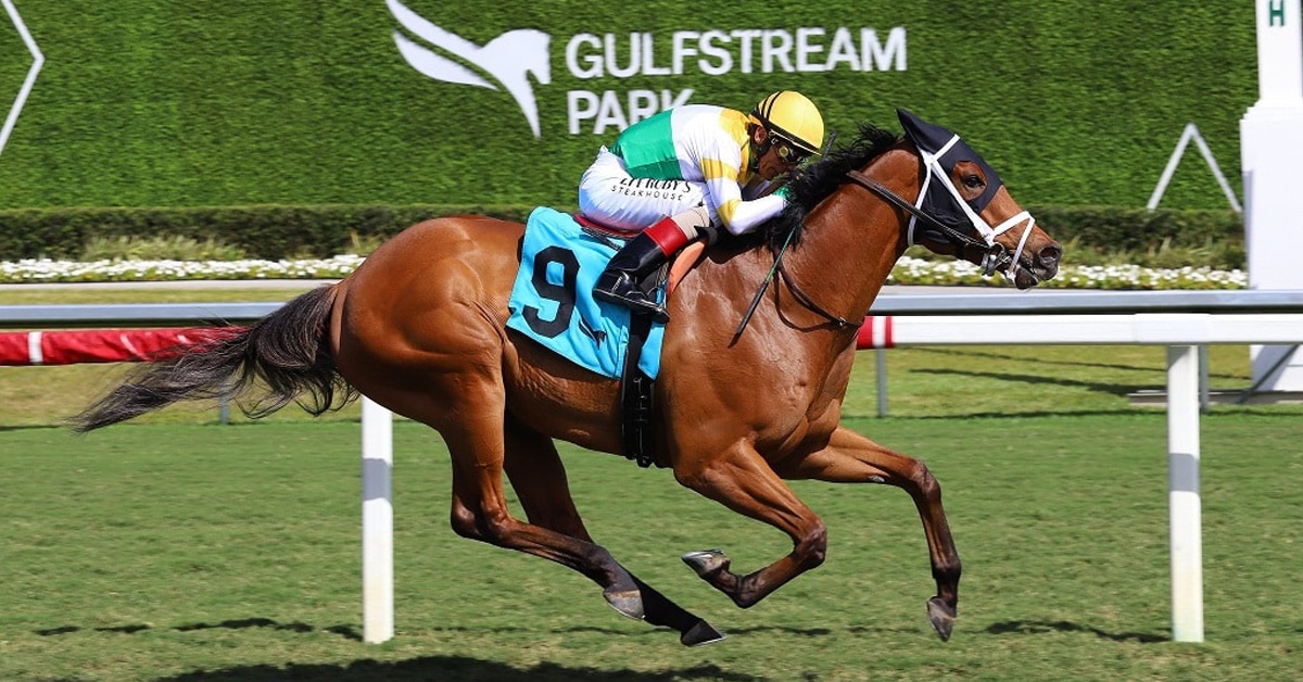 A bay horse winning a race at Gulfstream.