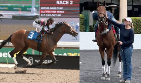 A bay horse running at Woodbine; a woman leading a bay racehorse in Florida.