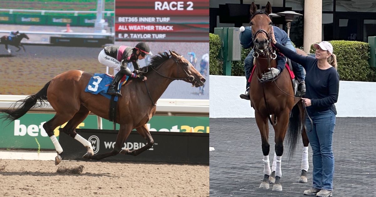 A bay horse running at Woodbine; a woman leading a bay racehorse in Florida.