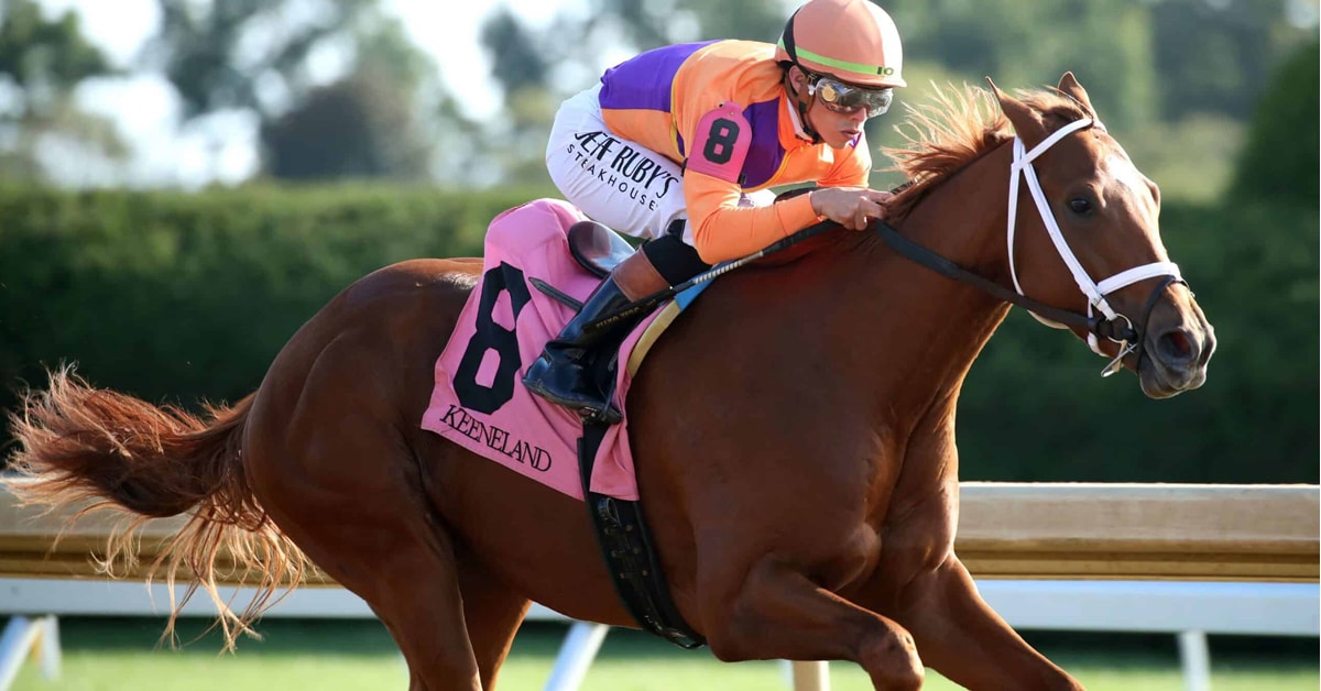 A chestnut horse racing at Tampa Bay.