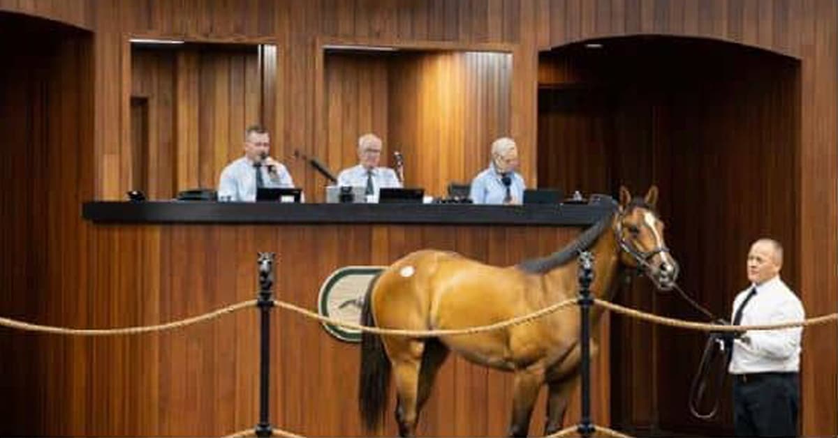 A bay horse in a sales ring.